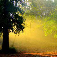 梦幻森林头像_动漫唯美森林头像图片