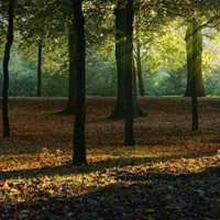 梦幻森林头像_动漫唯美森林头像图片