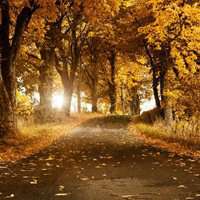 梦幻森林头像_动漫唯美森林头像图片