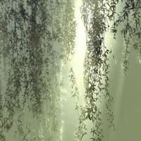 梦幻森林头像_动漫唯美森林头像图片