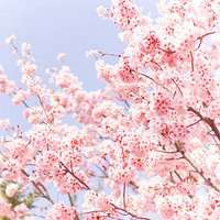 梦幻樱花头像女生_动漫浪漫樱花少女头像图片