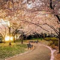 梦幻樱花头像女生_动漫浪漫樱花少女头像图片