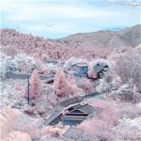 梦幻樱花头像女生_动漫浪漫樱花少女头像图片