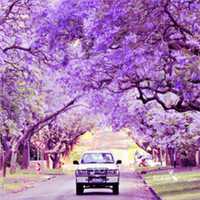 梦幻樱花头像女生_动漫浪漫樱花少女头像图片