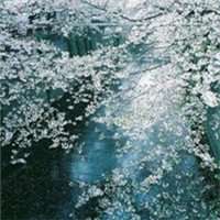 梦幻樱花头像女生_动漫浪漫樱花少女头像图片