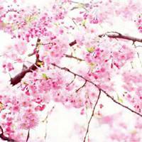 梦幻樱花头像女生_动漫浪漫樱花少女头像图片