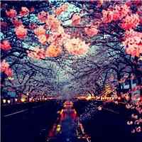 梦幻樱花头像女生_动漫浪漫樱花少女头像图片