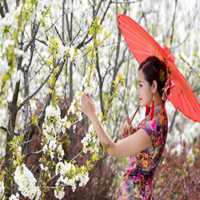 梨花下的美女头像_梨树下的可爱美女头像