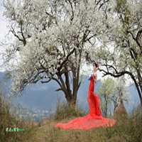 梨花下的美女头像_梨树下的可爱美女头像