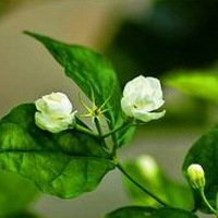 洁白茉莉花头像_清新白色茉莉花头像图片