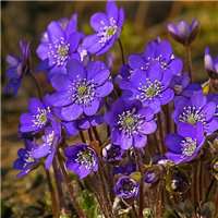 浅紫罗兰头像_浅色紫罗兰花朵头像图片