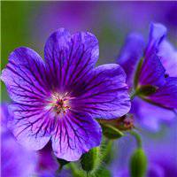 浅紫罗兰头像_浅色紫罗兰花朵头像图片