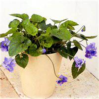 浅紫罗兰头像_浅色紫罗兰花朵头像图片