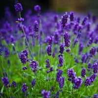 浅紫罗兰头像_浅色紫罗兰花朵头像图片