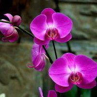 浅紫罗兰头像_浅色紫罗兰花朵头像图片