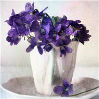 浅紫罗兰头像_浅色紫罗兰花朵头像图片