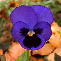 浅紫罗兰头像_浅色紫罗兰花朵头像图片