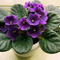 浅紫罗兰头像_浅色紫罗兰花朵头像图片