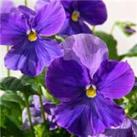 浅紫罗兰头像_浅色紫罗兰花朵头像图片