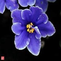 浅紫罗兰头像_浅色紫罗兰花朵头像图片