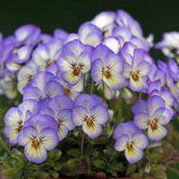 浅紫罗兰头像_浅色紫罗兰花朵头像图片