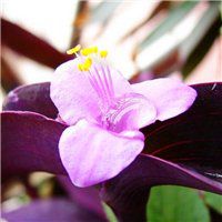 浅紫罗兰头像_浅色紫罗兰花朵头像图片