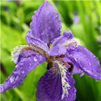 浅紫罗兰头像_浅色紫罗兰花朵头像图片