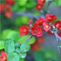 海棠花头像图片大全_唯美好看红色海棠花朵头像