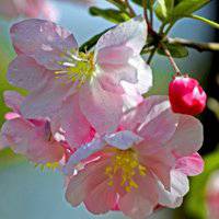 海棠花头像图片大全_唯美好看红色海棠花朵头像