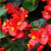 海棠花头像图片大全_唯美好看红色海棠花朵头像