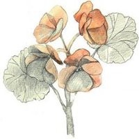 海棠花头像图片大全_唯美好看红色海棠花朵头像