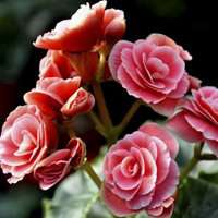 海棠花头像图片大全_唯美好看红色海棠花朵头像