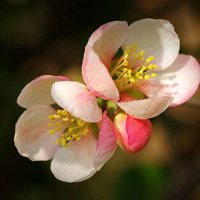 海棠花头像图片大全_唯美好看红色海棠花朵头像