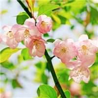 海棠花头像图片大全_唯美好看红色海棠花朵头像