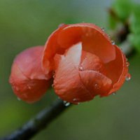 海棠花头像图片大全_唯美好看红色海棠花朵头像