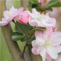 海棠花头像图片大全_唯美好看红色海棠花朵头像