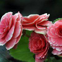 海棠花头像图片大全_唯美好看红色海棠花朵头像