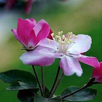 海棠花头像图片大全_唯美好看红色海棠花朵头像