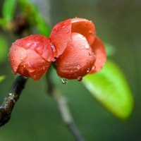 海棠花头像图片大全_唯美好看红色海棠花朵头像