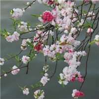 海棠花头像图片大全_唯美好看红色海棠花朵头像