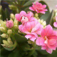 海棠花头像图片大全_唯美好看红色海棠花朵头像