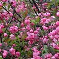 海棠花头像图片大全_唯美好看红色海棠花朵头像