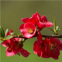 海棠花头像图片大全_唯美好看红色海棠花朵头像