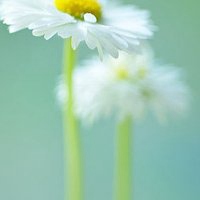 淡雅头像女生花朵_女生拿花清新淡雅头像图片