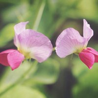 清新花卉头像_小清新花卉植物头像图片