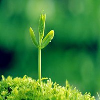 生机勃勃小草头像_破土而出生成倔强小草头像