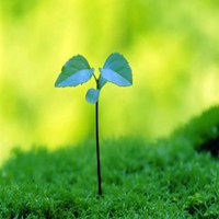 生机勃勃小草头像_破土而出生成倔强小草头像