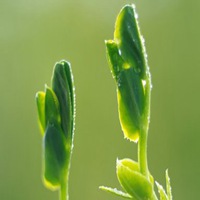 生机勃勃小草头像_破土而出生成倔强小草头像