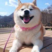 田园犬头像_中华田园犬可爱头像