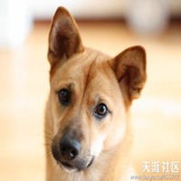 田园犬头像_中华田园犬可爱头像